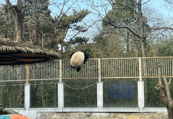 Famous panda Meng Lan at the Beijing Zoo Olympic Pavilion