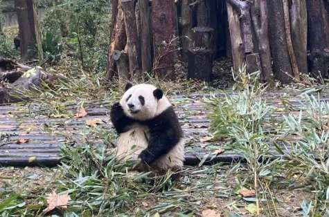 The famous giant panda Hua Hua at Chengdu Research Base