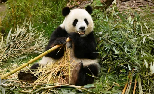 Giant panda eating bamboo in Sichuan Province China